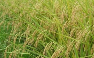 金珍優(yōu)亞美絲水稻品種簡介，全生育期108.6天
