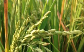 巨基11號水稻種子特征特性，該品種主莖12片葉