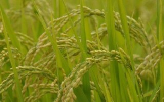 隆兩優(yōu)1377的產(chǎn)量表現(xiàn)，平均畝產(chǎn)482.02千克
