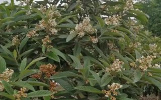受歡迎的枇杷品種，有大五星枇杷、早鐘六號(hào)枇杷等