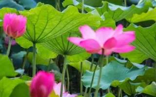 盛開的荷花與什么相似，看起來就像一個(gè)彩燈