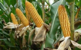 DH606玉米種子簡介，4月下旬至5月上旬播種