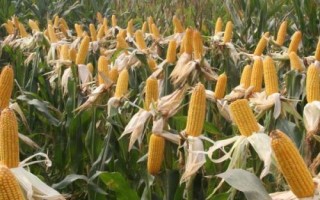 隴單336玉米種子特點(diǎn)，春季4月15日左右播種