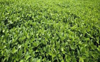 宜豆268大豆種子介紹，屬中熟夏大豆品種