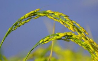 華兩優(yōu)6570水稻品種簡(jiǎn)介，每畝有效穗數(shù)18.1萬穗