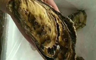 太平洋牡蠣的產(chǎn)地，發(fā)黑的肉塊都不能吃