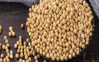 鐵豆56號(hào)大豆種子簡(jiǎn)介，密度1.0～1.3萬(wàn)株/畝