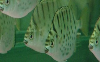 銀鼓魚好不好養(yǎng)，飼養(yǎng)難度較大