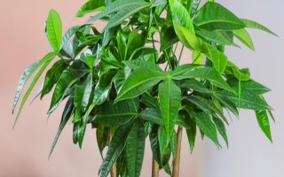 夏天發(fā)財(cái)樹葉子發(fā)黃脫落怎么辦，需要為發(fā)財(cái)樹做好遮陰措施