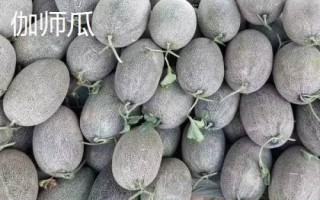 新疆阿勒泰地區(qū)的特產(chǎn)，喀納斯蜜瓜被譽(yù)為“阿山一絕”
