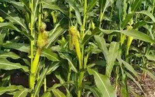 中勝C118玉米種簡介，密度3000株/畝左右