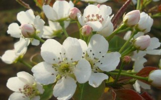 梨樹(shù)開(kāi)花時(shí)節(jié)的管理方法，花期噴硼能提高梨樹(shù)的坐果率