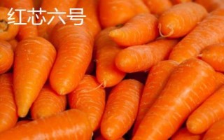 胡蘿卜是什么季節(jié)的蔬菜，屬于秋冬季蔬菜但一年四季可吃到
