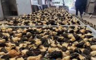 菌種選育方法，可自然選育和誘變育種