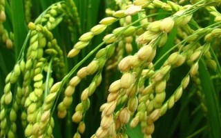 CY優(yōu)228水稻種子特征特性，抗性評價中抗