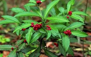 朱砂根的養(yǎng)殖方法，喜歡濕潤(rùn)或半燥的氣候環(huán)境