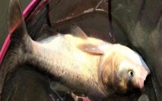鰱鳙開口最佳時間，上午10點至傍晚18點為開口適期