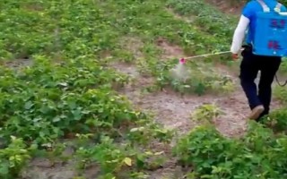 大豆菟絲子如何用草甘膦防治，稀釋藥液后可噴灑受害植株