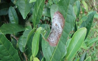 怎么防治茶輪斑病，茶園應避免捋采或強采