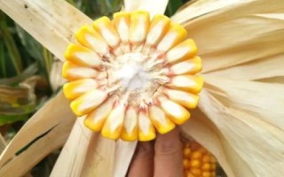永優(yōu)1573玉米種子特征特性，該品種為高淀粉玉米品種