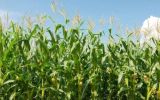 秋田311玉米種簡介，適宜密度為每畝5000株左右