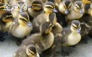 優(yōu)質(zhì)鴨苗品種介紹，品種眾多各有特點(diǎn)