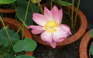 養(yǎng)殖荷花需要經(jīng)常曬太陽嗎，是喜陽的植物需要全日照