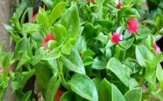 玫瑰吊蘭和牡丹吊蘭有什么區(qū)別，是同一種植物