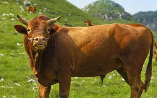 牛的四個胃分別是什么，分別為瘤胃、網(wǎng)胃、重瓣胃和皺胃