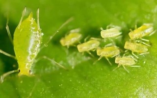 草莓有哪些常見的病蟲害，有葉斑病、白粉病、灰霉病等
