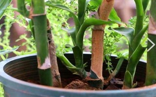 富貴竹屬于喜陰還是喜陽植物，適合生長在有散光的半陰處