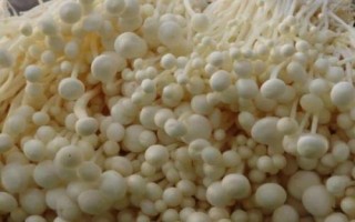 金針菇基腐病怎么防治，發(fā)現(xiàn)病菇要立即清除