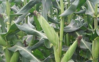 赤糯7號(hào)玉米種子簡(jiǎn)介，中抗莖腐?。?7.9%MR）