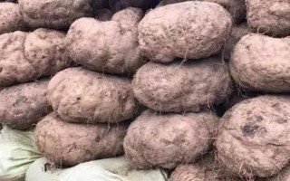 魔芋的用處，可醫(yī)用也可食用