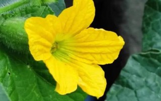 黃瓜開花不結(jié)果的原因，可能是留瓜多或施肥不當(dāng)?shù)葘?dǎo)致的