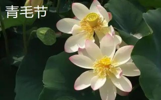 盛開的荷花與什么相似，看起來就像一個(gè)彩燈