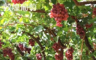甘肅省酒泉市的特產(chǎn)水果，包括瓜州蜜瓜、瓜州西瓜等種類