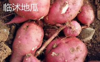 山東省金鄉(xiāng)縣的特產(chǎn)，胡集白梨瓜走俏全國(guó)