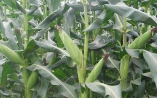 龍鳥(niǎo)302玉米種子特征特性，中抗大斑病