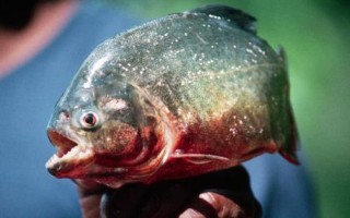 食人魚是什么魚，是一種兇猛的肉食性魚類