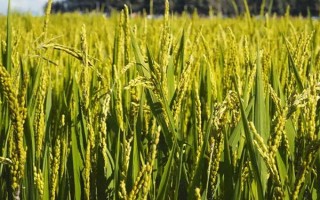 兩優(yōu)18水稻種子特征特性，高感6月中下旬播種