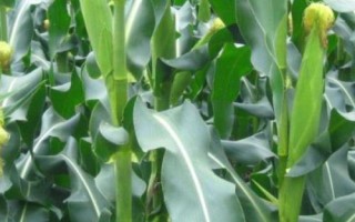 東農(nóng)276玉米品種的特性，種植密度不宜過大