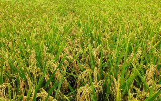 瀘優(yōu)637水稻種子特征特性，及時(shí)防治稻瘟病等病蟲(chóng)害