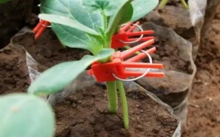 西瓜的嫁接砧木要注意什么，需具備抗病能力、適應(yīng)能力與親和性