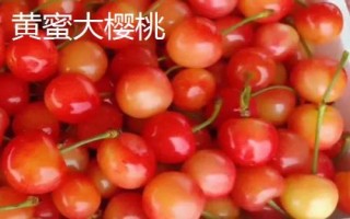 早紅珠櫻桃與福晨櫻桃品質(zhì)對比，早紅珠櫻桃一般更為優(yōu)質(zhì)
