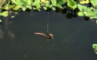 蚯蚓釣鯽魚(yú)不開(kāi)口怎么處理，一定要打好窩子