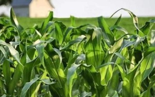 德育919玉米種子特征特性，比對照品種鄭單958早4天