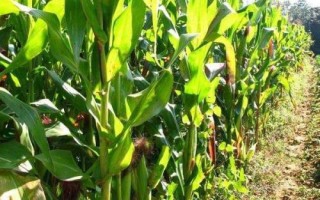 鑫禾567玉米種子簡(jiǎn)介，平均生育期129天
