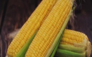 秋田311玉米種簡介，適宜密度為每畝5000株左右