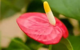 喬遷之喜適合送什么花，可選擇望鶴蘭、鳳梨花等